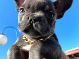 Muhteşem Tüy ve Göz Rengi ile Blue Frenchbulldog Yavrumuz