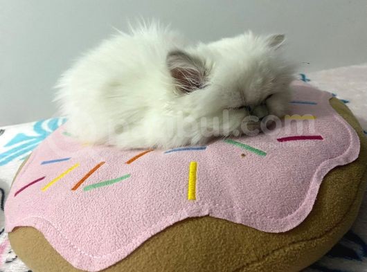 Maviş Kedim görsel