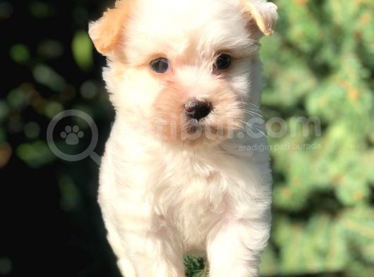 Xsmall  Babyface Maltıpoo Yavrumuz görsel
