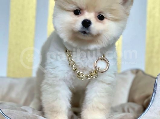Safkan Teddy Surat Pomeranian Boo Yavrularımız görsel