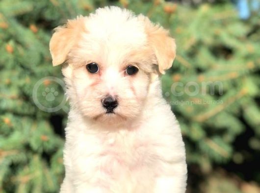 Toyface Toyboy Maltıpoo Yavrumuz görsel