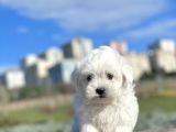 0 Numara Muhteşem Güzellikte Maltese Bebekler