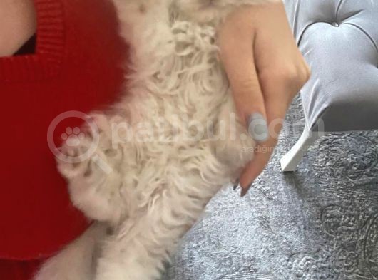 Maviş Kedim görsel