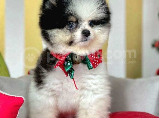 Safkan Teddy Surat Pomeranian Boo Yavrularımız görsel