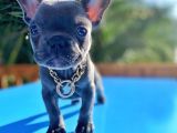 Süper Anatomi Ve Compact Yapısı Ile Blue French Bulldog Yavrumuz