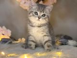 Show Class Bri̇ti̇sh Shorthai̇r Whi̇skas
