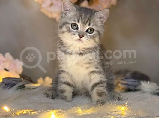 Show Class Bri̇ti̇sh Shorthai̇r Whi̇skas görsel
