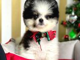 Safkan Teddy Surat Pomeranian Boo Yavrularımız