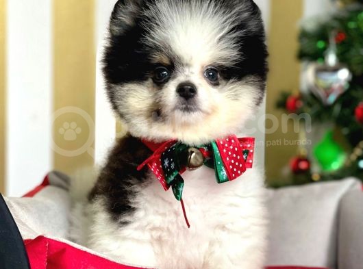 Safkan Teddy Surat Pomeranian Boo Yavrularımız görsel