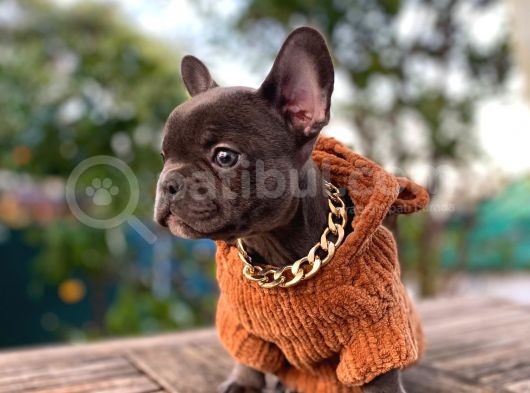 Görenleri Kendine Hayran Bırakan Blue Frenchbulldog Yavrumuz görsel