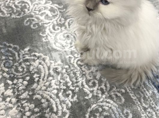 Maviş Kedim