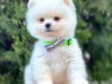 Ayı Surat Sevimli Mini Boy Pomeranian Yavrular
