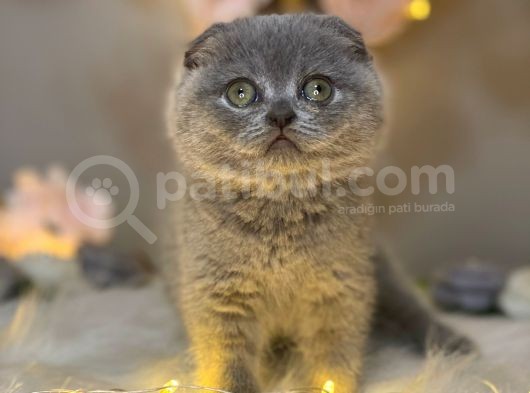 Panda Surat Scottish Fold görsel