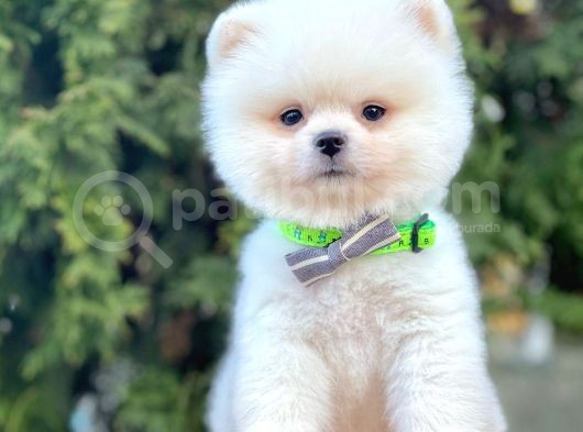 Ayı Surat Sevimli Mini Boy Pomeranian Yavrular görsel