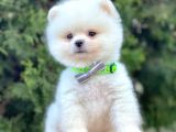 Ayı Surat Sevimli Mini Boy Pomeranian Yavrular