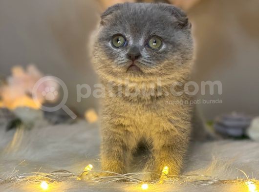 Panda Surat Scottish Fold görsel