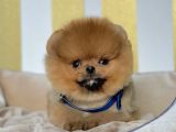 Safkan Teddy Bear Pomeranian Boo Yavrularımız