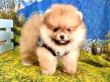 Orjinal Pomeranian Boo Yavrularımız