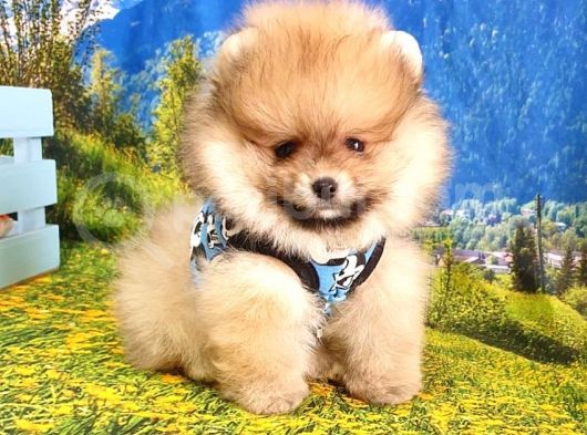 Orjinal Pomeranian Boo Yavrularımız görsel