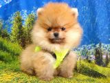 Orjinal Pomeranian Boo Yavrularımız