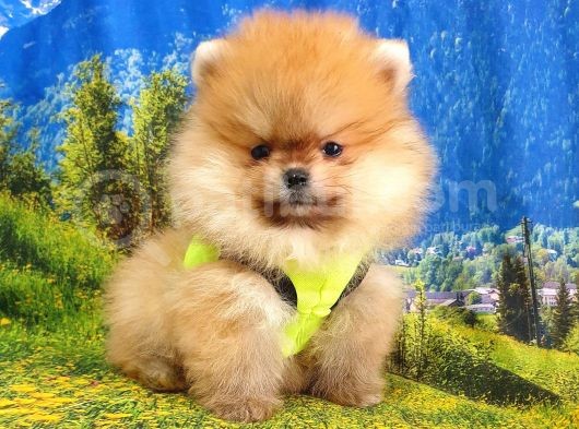 Orjinal Pomeranian Boo Yavrularımız görsel
