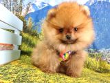 Satılık Pomeranian Boo Teddy Bear Yavrular