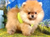 Orjinal Pomeranian Boo Yavrularımız