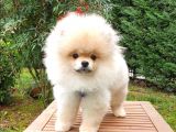 Pomeranian Boo Teddy Bear Tıraşlı Yavrular