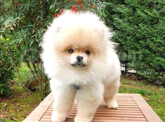 Pomeranian Boo Teddy Bear Tıraşlı Yavrular görsel