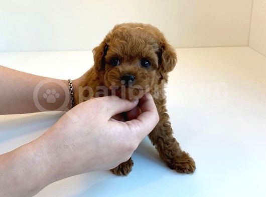 Red Brown Toy Poodle Yavrularimiz görsel