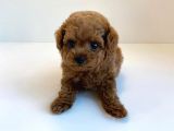 Red Brown Toy Poodle Yavrularimiz