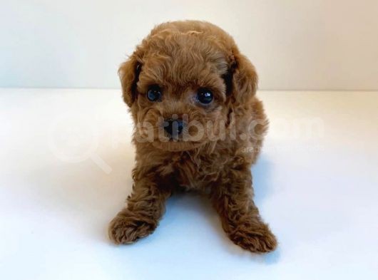 Red Brown Toy Poodle Yavrularimiz görsel