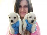 Maltese Yavruları (Bursa Köpek Okulu)