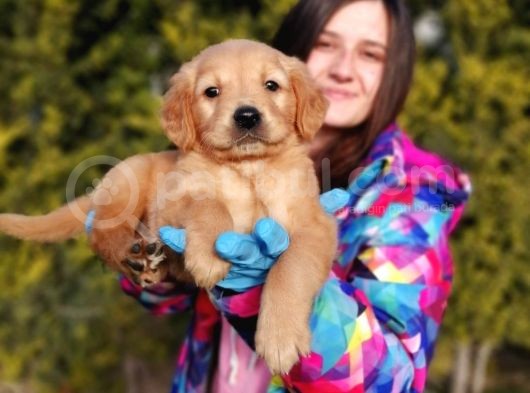 Golden Yavrusu (Bursa Köpek Okulu)