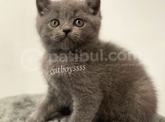 Sevimli Blue British Shorthair Yavrumuz görsel
