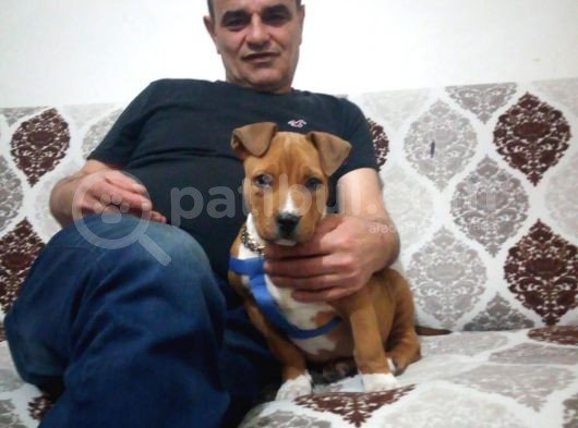 3.5 Aylık Staff Erkek