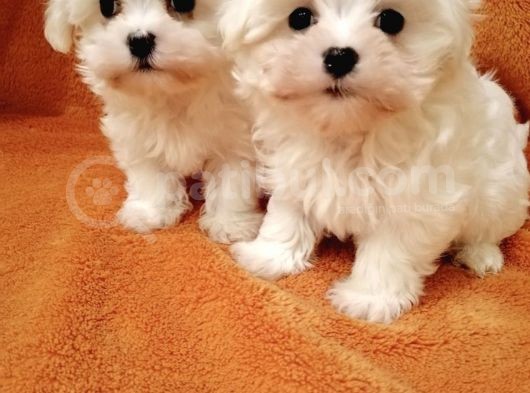Maltese Mini Boy Bebekler