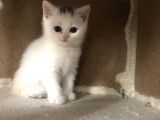 Scotish Straight Kar Taneleri Dişi