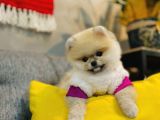 Orjinal Teddy Bear Pomeranian Boo