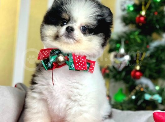 Ayı Surat Boo Pomeranian Yavrular görsel