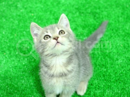 Nadi̇r Bulunan Renk Blue Golden Bri̇ti̇sh Shorthai̇r görsel