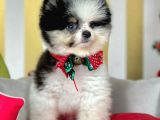 Ayı Surat Boo Pomeranian Yavrular