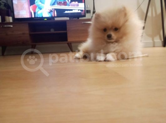 Sahibinden 3 Aylık Pomeranian Boo görsel