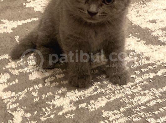 British Shorthair görsel