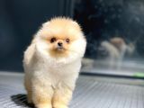 Irk Ve Sağlık Garantili Pomeranian Boo Yavrularımız