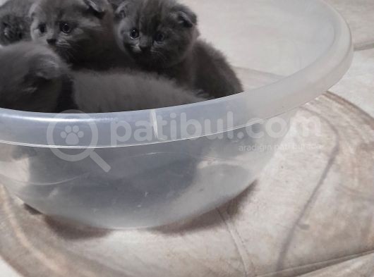 Orjinal Scottish Fold görsel