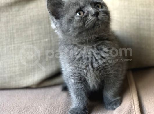 Orjinal British Shorthair Yavrumuz görsel