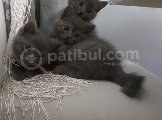 Aile Arıyoruz görsel