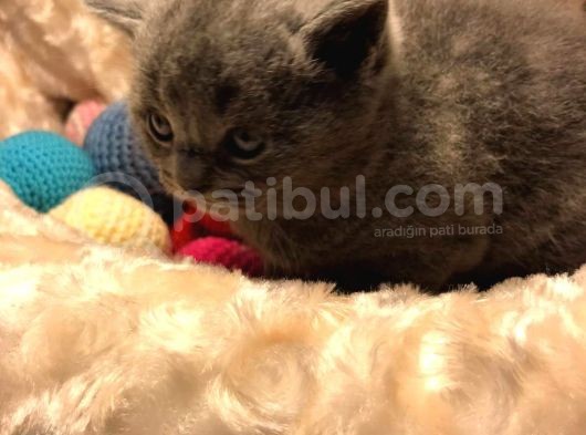 Bri̇ti̇shshorthai̇r Kül Rengi̇ Kehri̇bar Göz