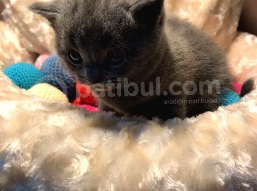 Bri̇ti̇shshorthai̇r Kül Rengi̇ Kehri̇bar Göz görsel